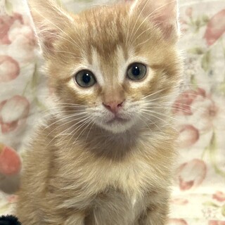 4兄弟・保健所レスキュー♂かわいいポテト♡