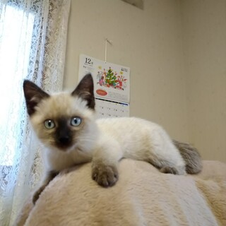 どこでもついてくる人馴れOK２ヶ月男子