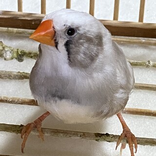 【ご家族が見つかりました。ありがとうございました】