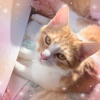 ❤️美猫❤️茶白メス推定5ヶ月