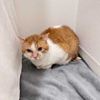 もふっとした茶白猫の瀧さん！