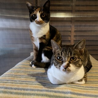 ♦︎5匹のもものけ姫チーム♦︎