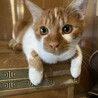 ♦︎5匹のもものけ姫チーム♦︎ サムネイル2