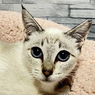 【12/17】ブルーアイの女の子♥️マーシャル