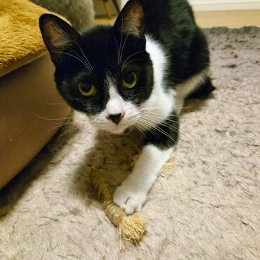 麻紐を巻いた木の棒おもちゃがお気に入り