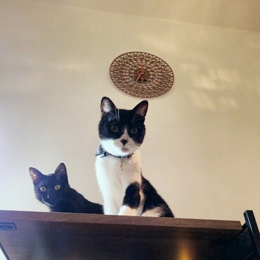 棚の上でいつも仕事終わりを見守ってくれています