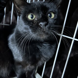 緊急募集！！可愛いシータちゃん♡