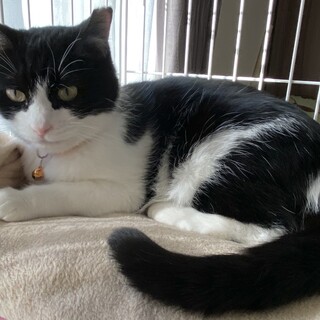 急募！可愛いハチワレ女子を家族に☆彡