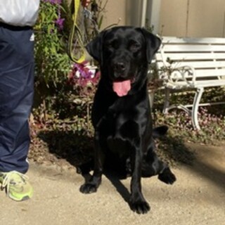 7歳のラブラドール です