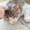 人懐っこいキジ白猫の里親さんを探しています！ サムネイル2