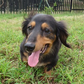 シニアですが何か？13歳元気な【幸ちゃん】