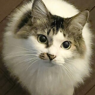 《家族決定》ノルウェージャン風Mix【トスカ】