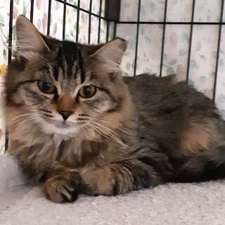長毛キジトラ柄の木木ちゃん♪