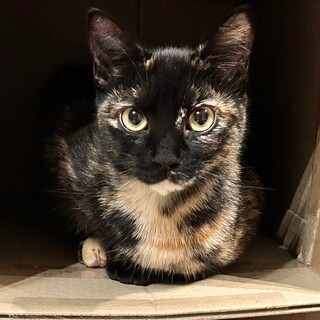 募集停止珍しいサビ柄人大好き女子❤️のん