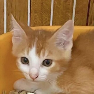 子猫。春日部仲良し茶白４兄妹（サブレ）