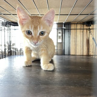 子猫。春日部仲良し茶白４兄妹（チュイール）