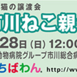 1/28（日)ちばわん市川ねこ親会