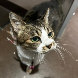 急募　飼い主介護がいるため！