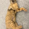甘えん坊のサビ猫すずちゃん！ サムネイル2