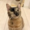 甘えん坊のサビ猫すずちゃん！ サムネイル5