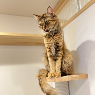 ふさふさのしっぽがチャーミングなてまりちゃん♪