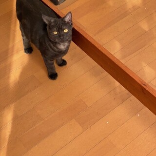 ワイルド系のオスカー君