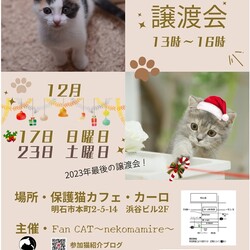 【明石☆12月の保護猫譲渡会12/17(日曜日)開催】第138回