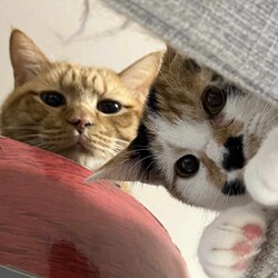 in豊明市☆全部で子猫が40匹～2会場に子猫がいる！2023年12月16日（土）～ちーむ にゃいんず