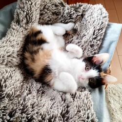 in春日井市☆全部で子猫が40匹～2会場で！2023年12月16日（土）～ちーむ にゃいんず