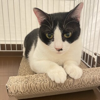 くりちゃん家族募集中！