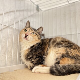 ももちゃん家族募集中！