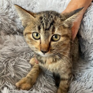 パコちゃん♡キジトラ・茶トラ6兄妹♪