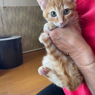 しょうじくん♡キジトラ・茶トラ6兄妹♪