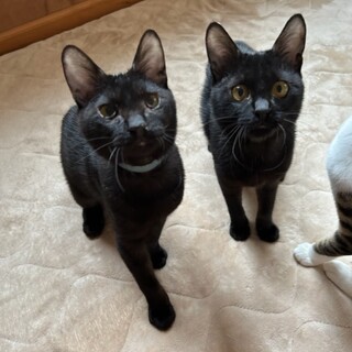 元気で甘えん坊の黒猫きょうだいです