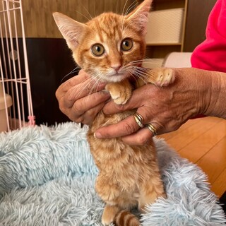 しょういちくん♡キジトラ・茶トラ6兄妹♪