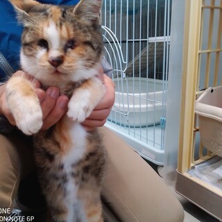 負傷猫さん失明ミケの子猫もくれんちゃん（県外可）