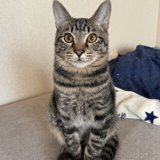 人も猫も大好きキジトラの男の子です！