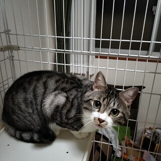 人懐っこい男の子です。