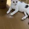 水玉模様の人懐っこい秋平くん♡ サムネイル6