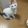 水玉模様の人懐っこい秋平くん♡ サムネイル7