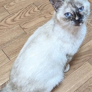 【12/17東日本橋】穏やかで人が大好き♥️ノエル