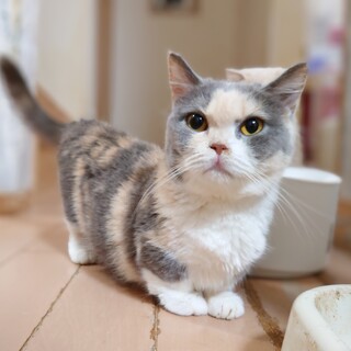 マンチカン短足女の子です