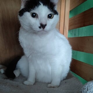 甘えん坊なちっぽ