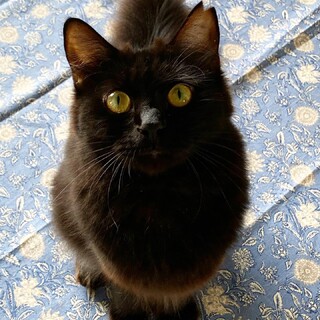 ふわふわの不思議ちゃん【らった】女の子