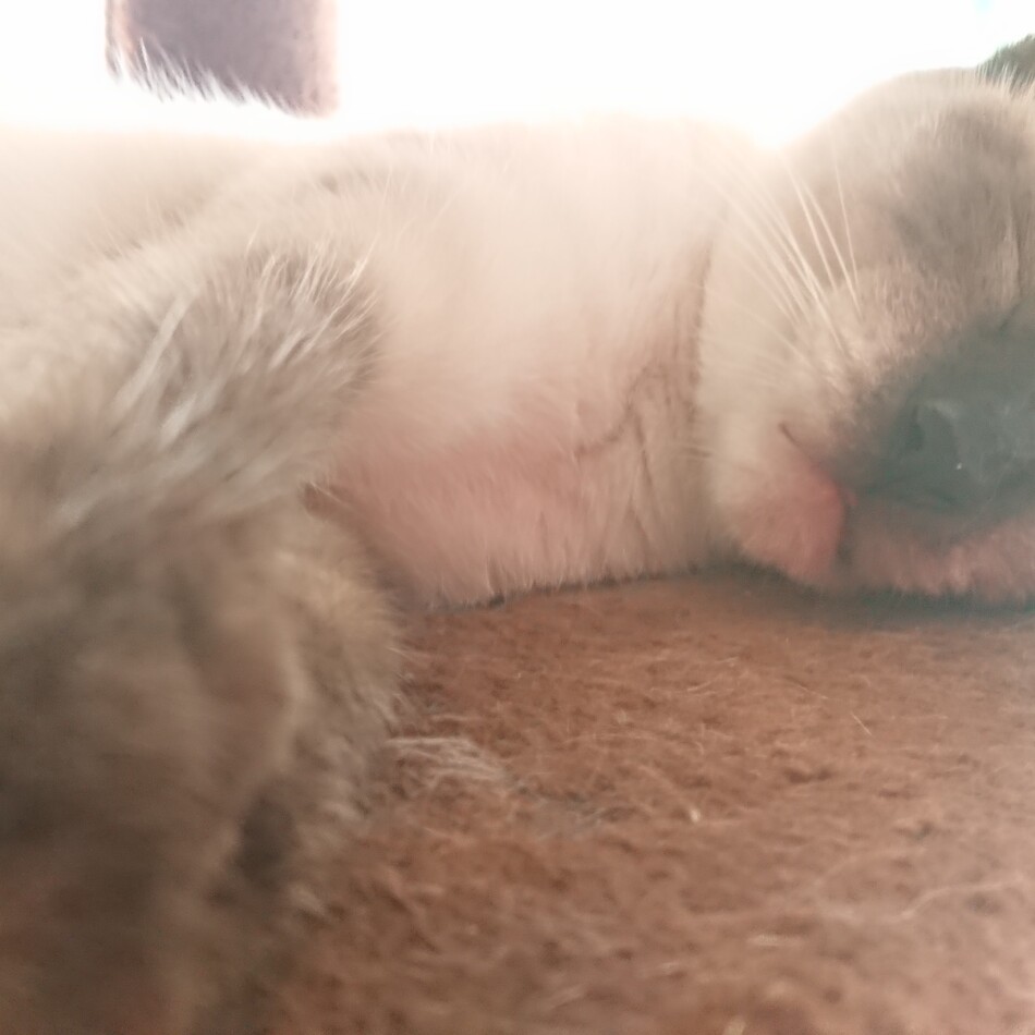 シルバーベルのカバー写真