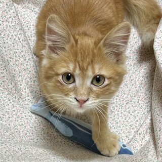 追いかけられたい元気娘、シナモンちゃん