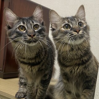 【12/17月島】ふわふわ甘えん坊スリゴロ長毛ペア