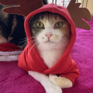 ありがとうございました