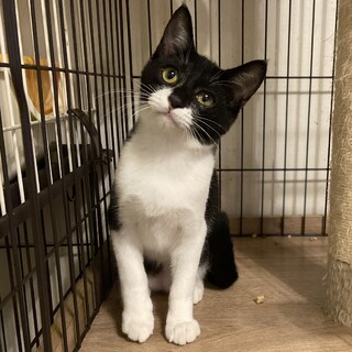 【12/17月島】穏やかで人懐っこい本当にいい子