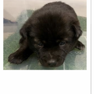 一般譲渡優先期間12月13日迄